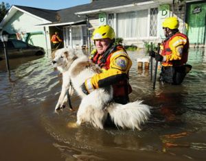 Обеспечьте безопасность домашних животных при наводнении